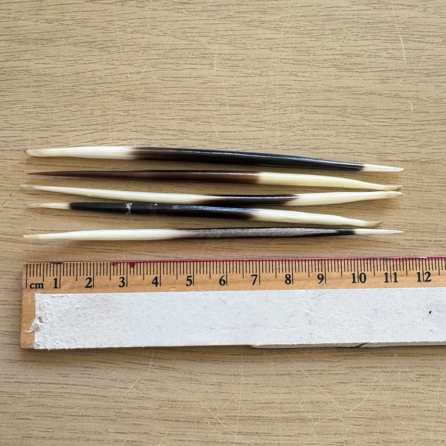 Porcupine Needle | Curio The Spiritual Toolbox