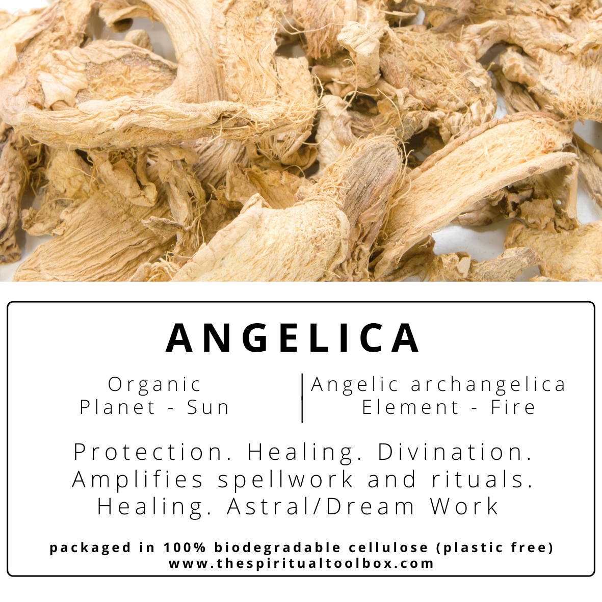 Angelica Root | Healing - Spiritual Connection - Divine Guidance