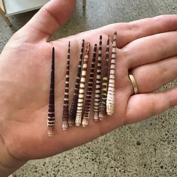 Sea Urchin Spike | Curio The Spiritual Toolbox