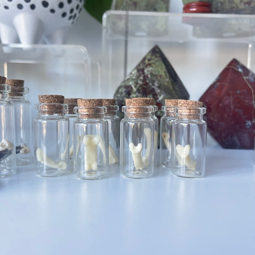 Coyote Bones (Ethically Sourced)