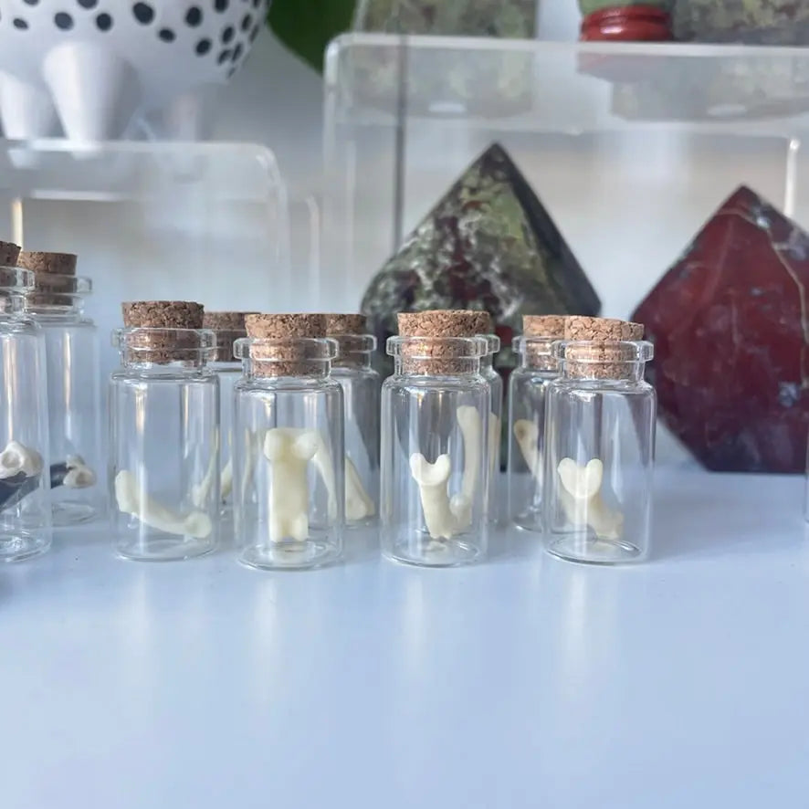 Coyote Bones (Ethically Sourced) The Spiritual Toolbox
