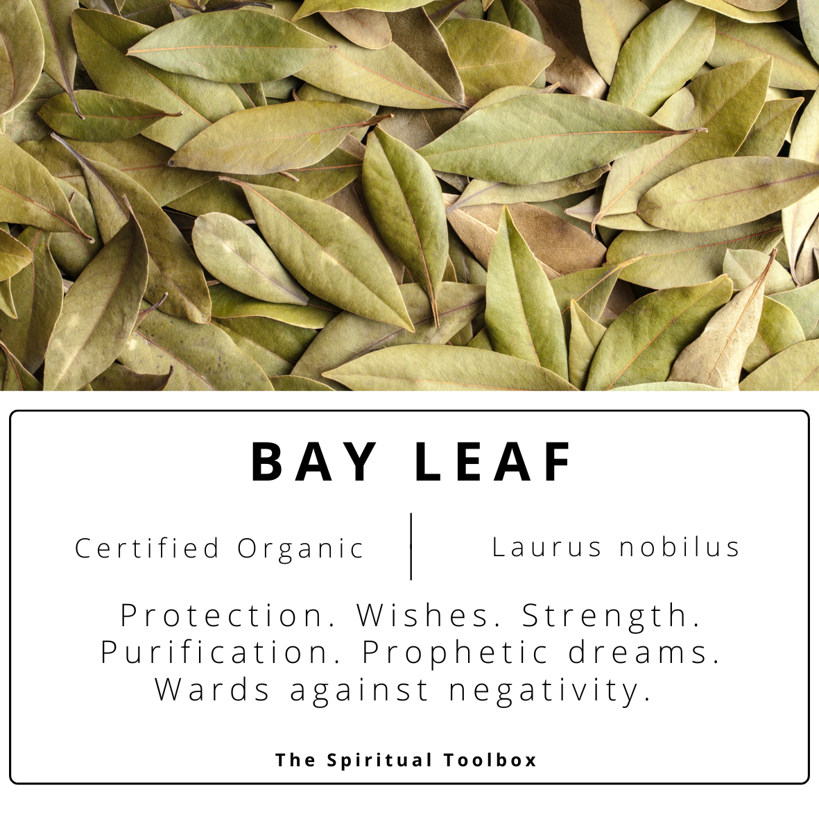 Bay Leaf | Protection - Strength - Success - Prosperity - Manifestation