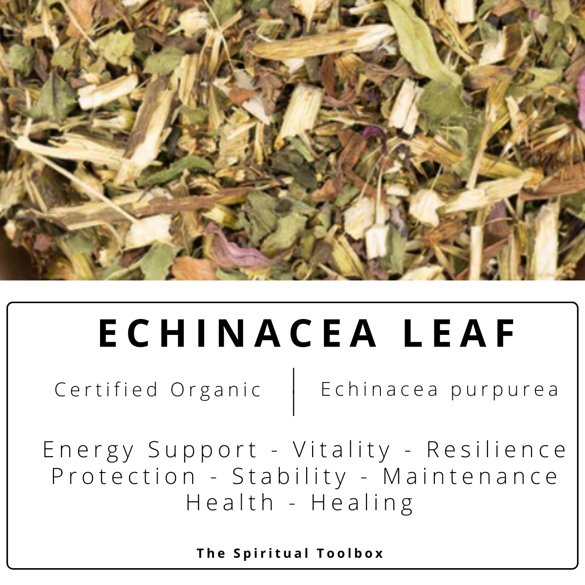 Echinacea Leaf | Vitality - Resilience - Energy Support - Protection