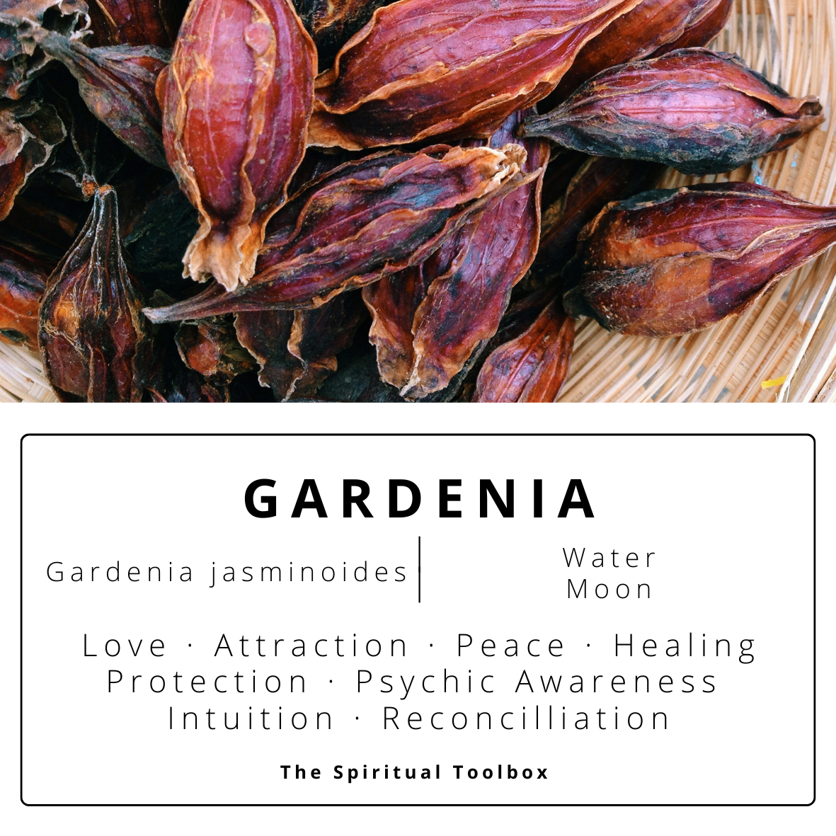 Gardenia | Love - Intimacy - Reconciliation - Intuition - Receptivity