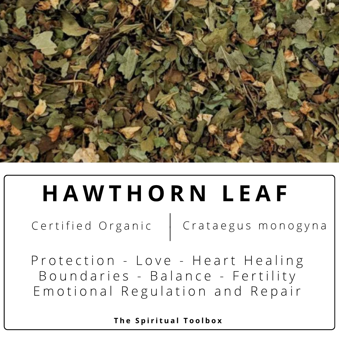 Hawthorn Leaf | Protection - Emotional Balance - Heart Healing - Boundaries