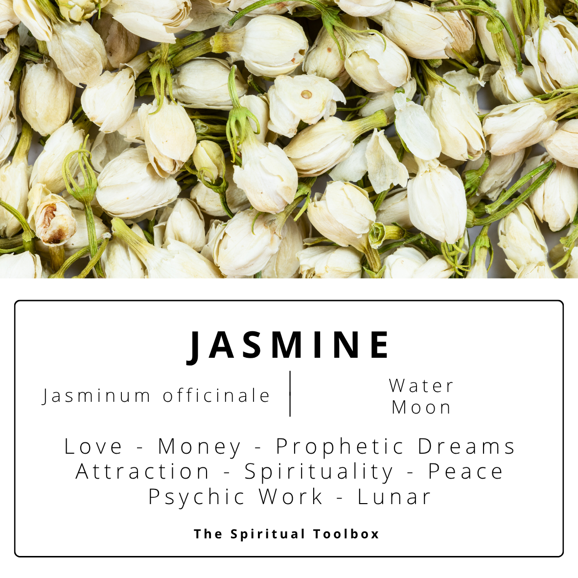 Jasmine