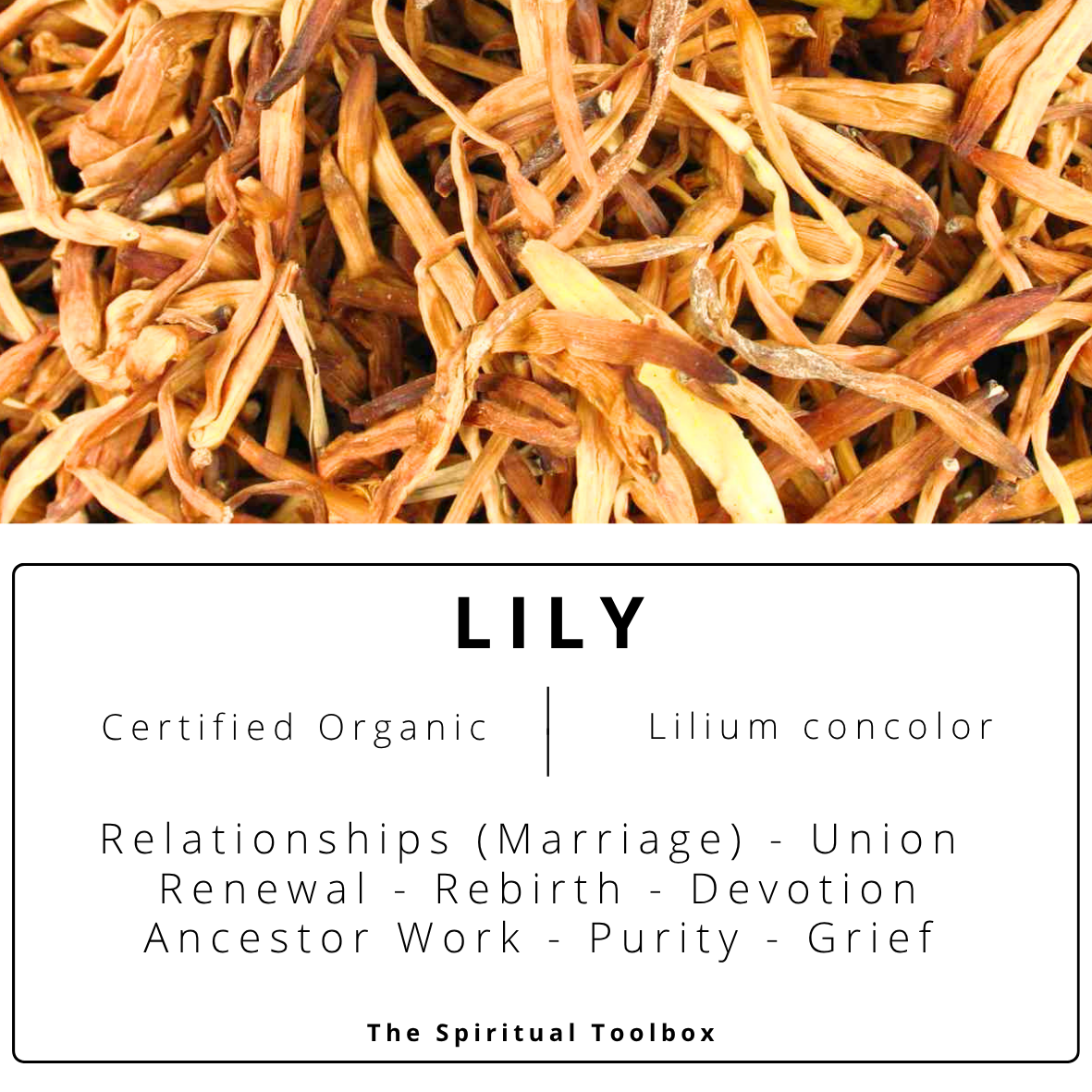 Lily | Marriage - Devotion - Grief - Ancestors - Renewal