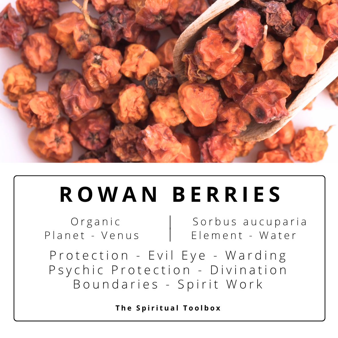 Rowan Berries | Protection - Evil Eye - Warding - Psychic Protection - Divination