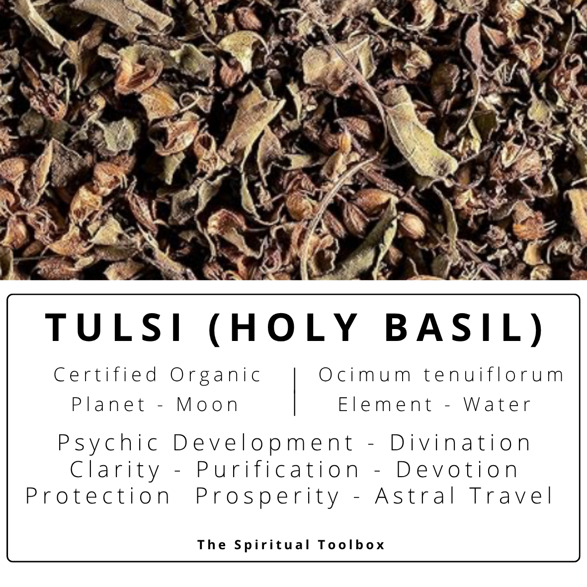 Tulsi (Holy Basil) | Psychic Development - Divination - Clarity - Prosperity - Astral Travel