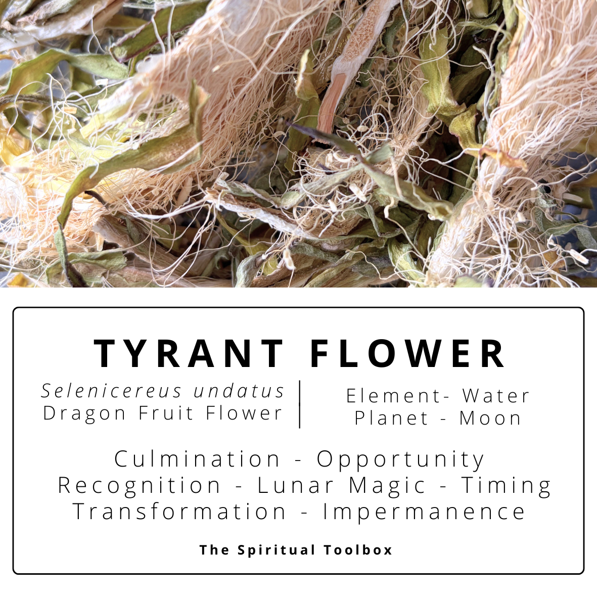 Tyrant Flower | Lunar Magick - Opportunity - Thresholds - Grief - Dreamwork