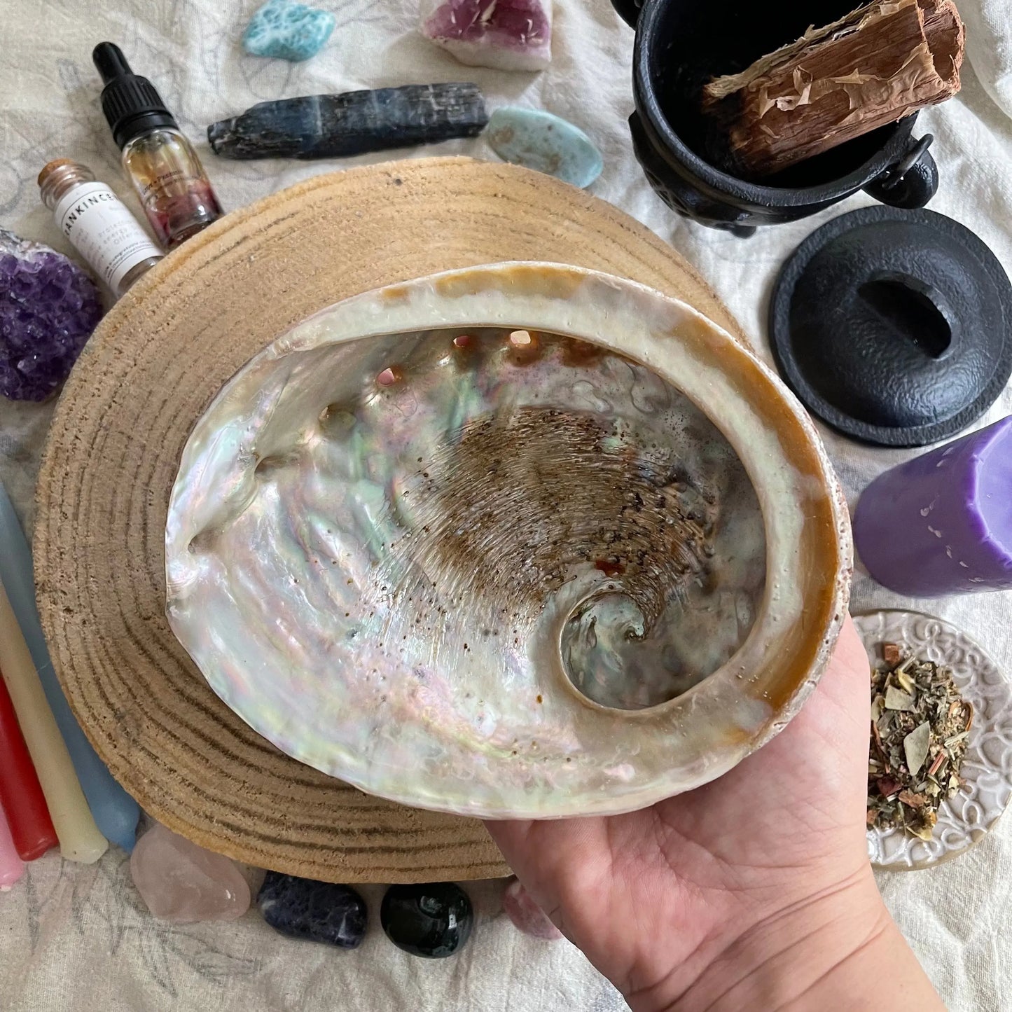 Abalone Shell The Spiritual Toolbox
