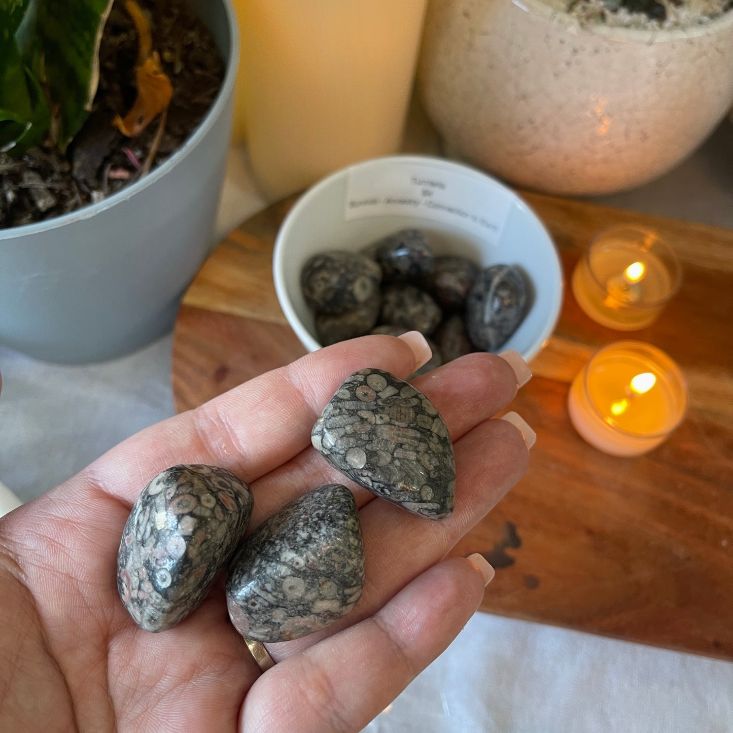 Turritella - Tumbled