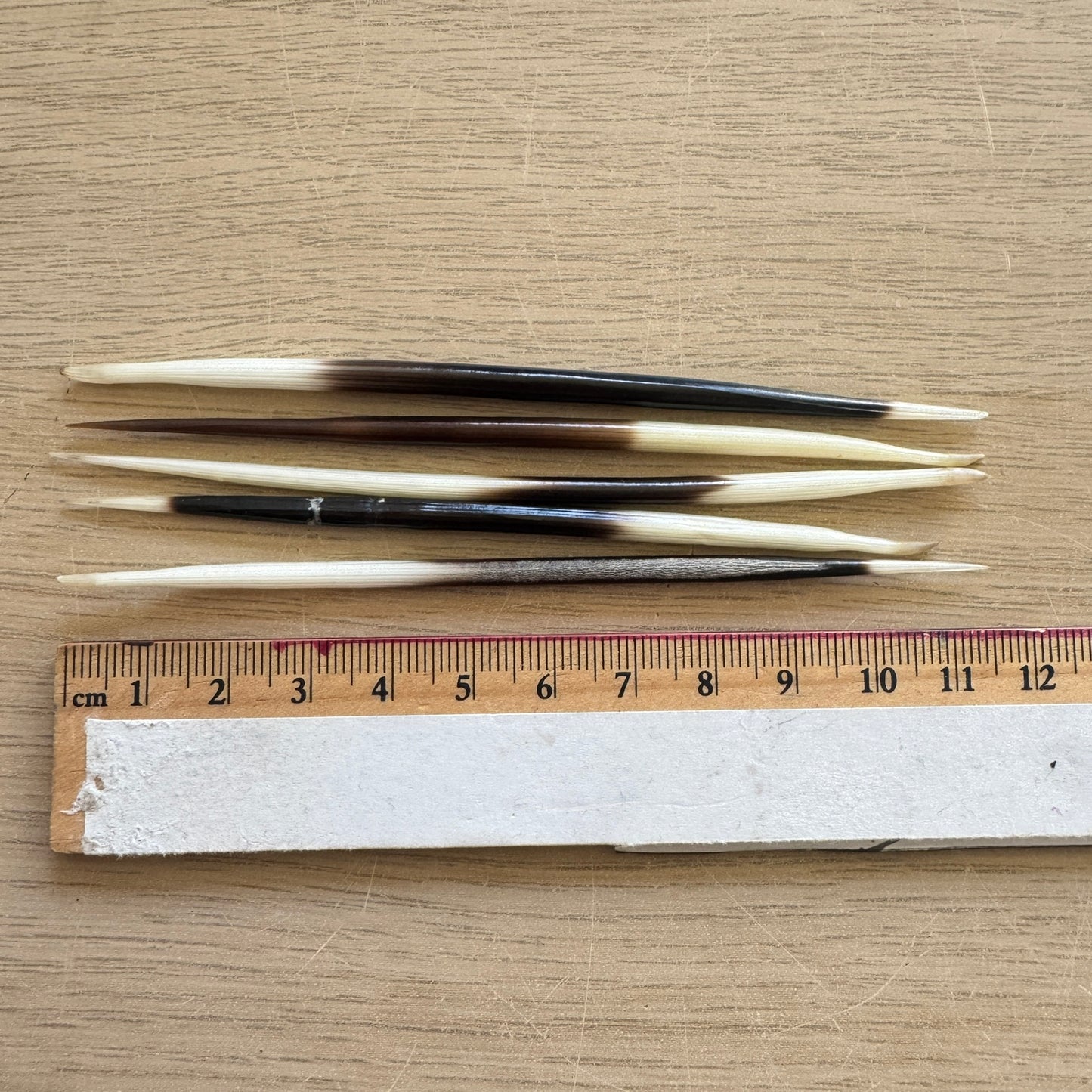 Porcupine Needle | Curio