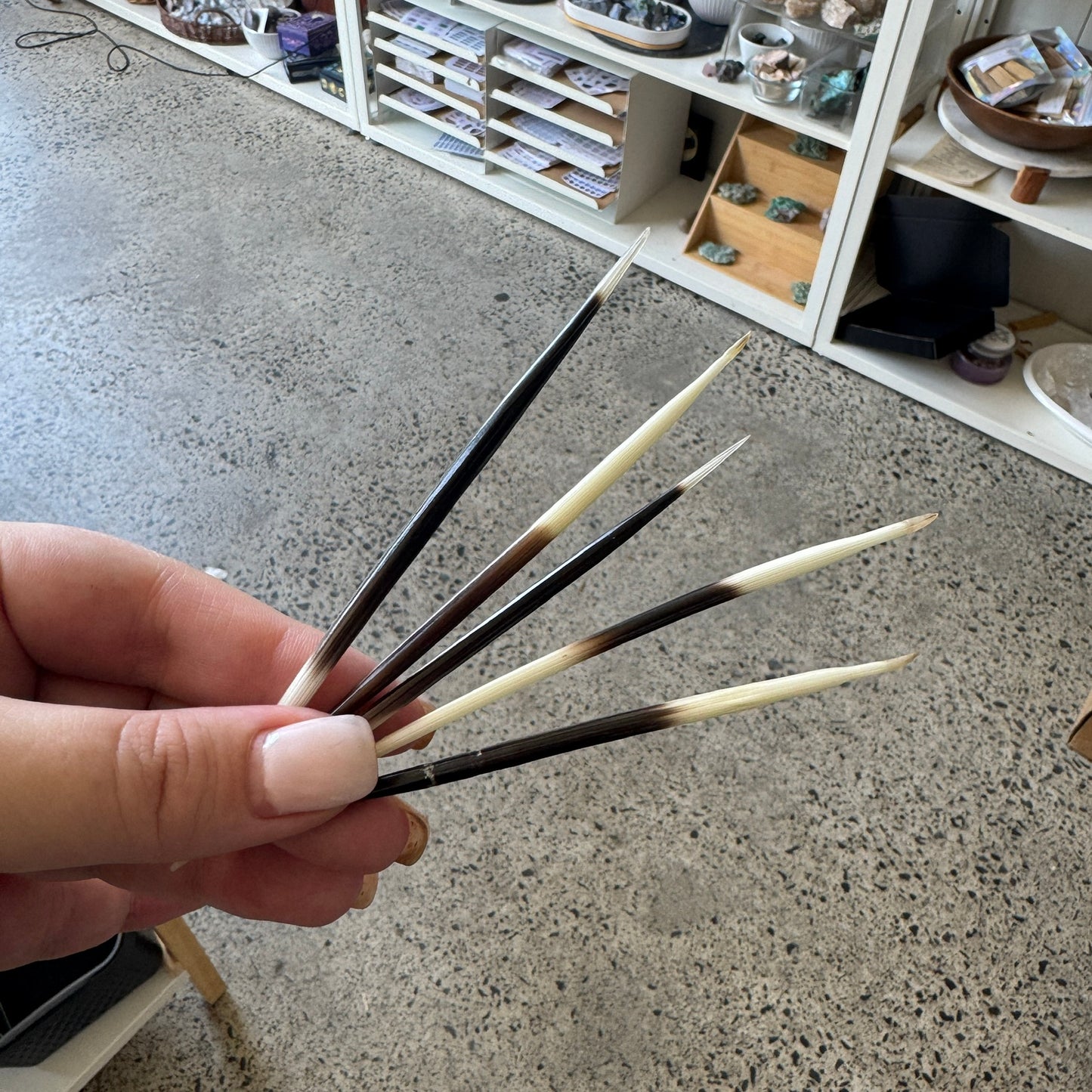 Porcupine Needle | Curio
