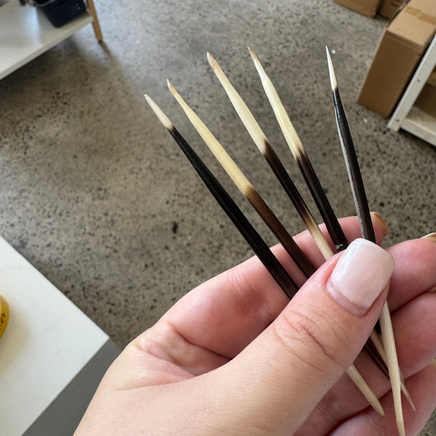 Porcupine Needle | Curio