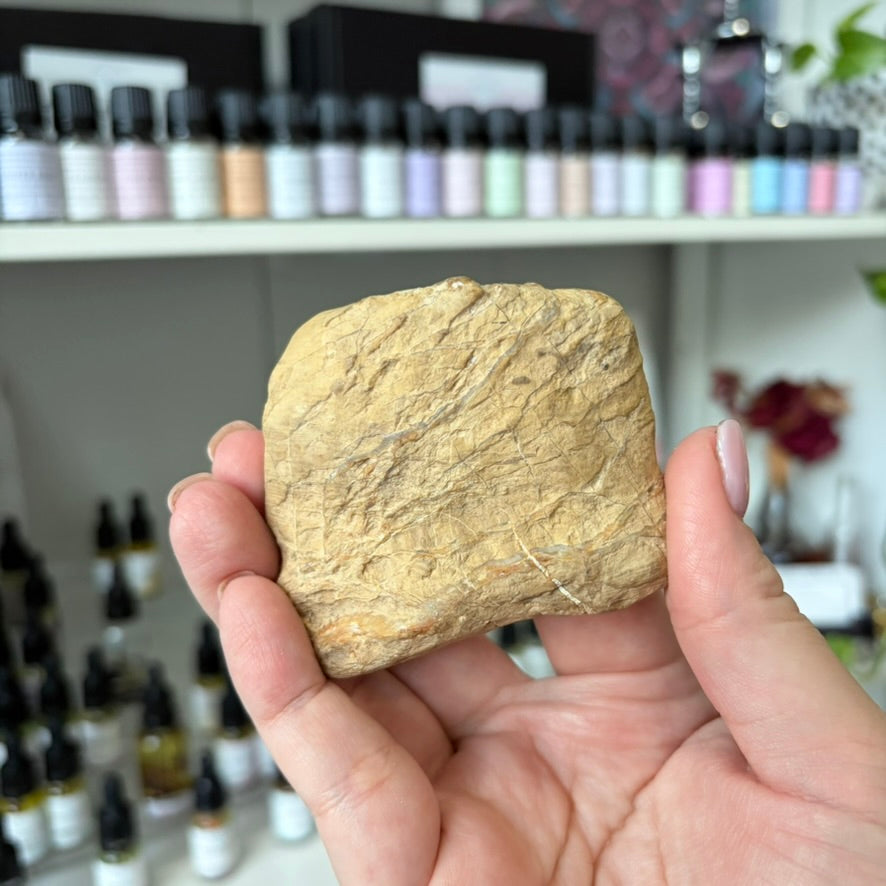 Petrified Wood Crystal Specimen | AUS