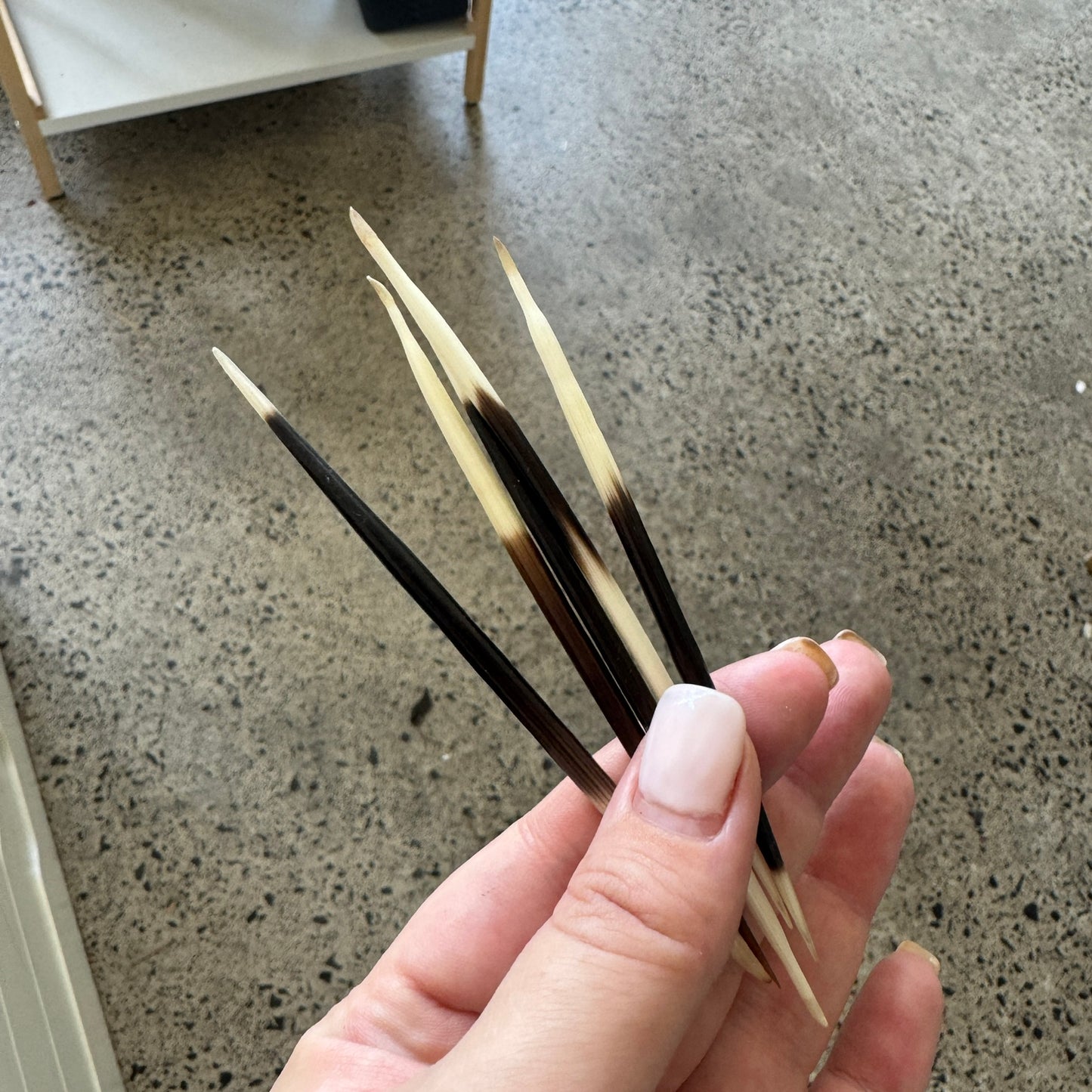 Porcupine Needle | Curio