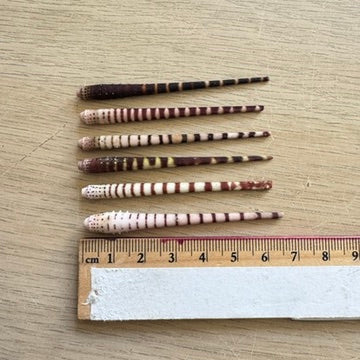 Sea Urchin Spike | Curio