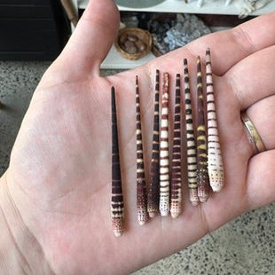 Sea Urchin Spike | Curio