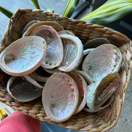 Abalone Shell