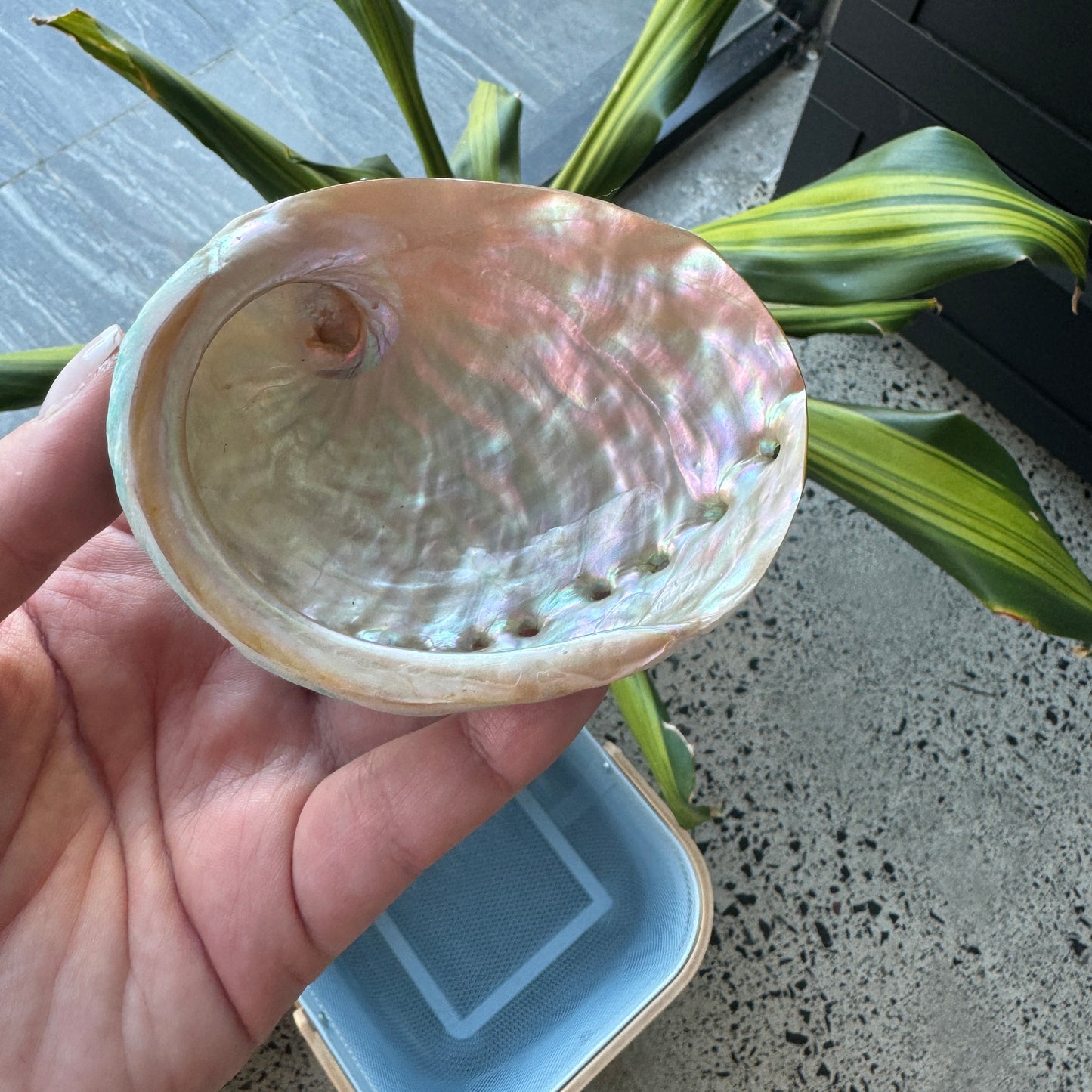 Abalone Shell