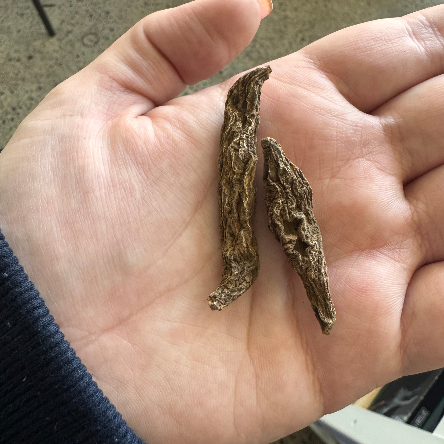 High John Jalap Root | Personal Power - Luck - Resilience - Road Opening