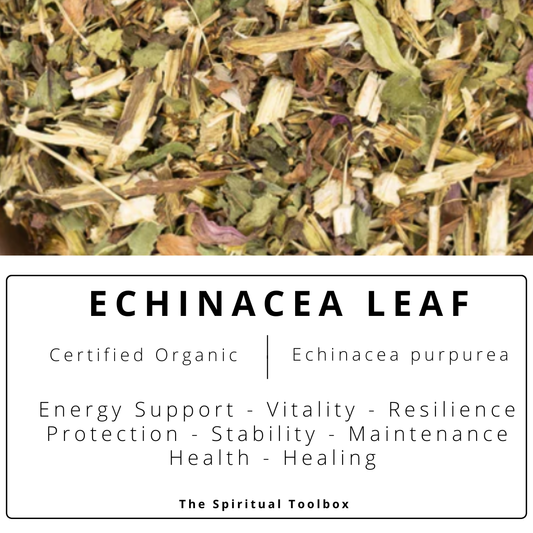 Echinacea Leaf | Vitality - Resilience - Energy Support - Protection