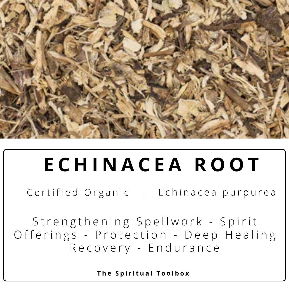 Echinacea Root | Protection - Strength - Defence - Recovery