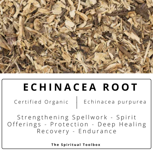 Echinacea Root | Protection - Strength - Defence - Recovery