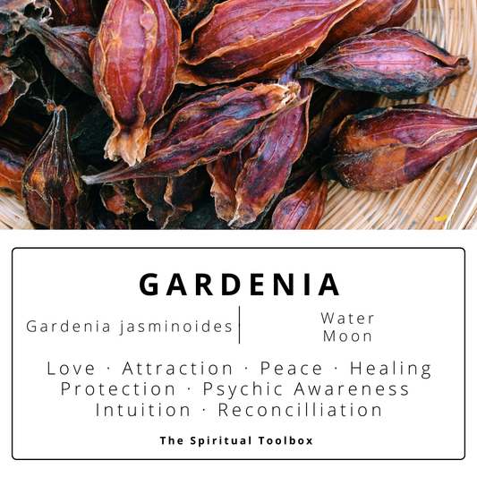 Gardenia | Love - Intimacy - Reconciliation - Intuition - Receptivity