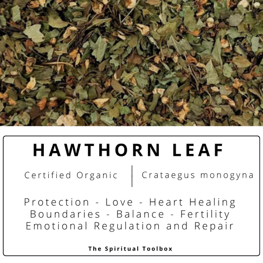 Hawthorn Leaf | Protection - Emotional Balance - Heart Healing - Boundaries
