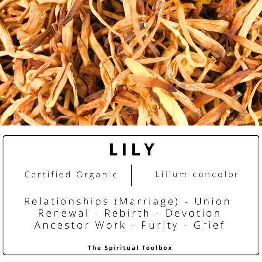 Lily | Marriage - Devotion - Grief - Ancestors - Renewal