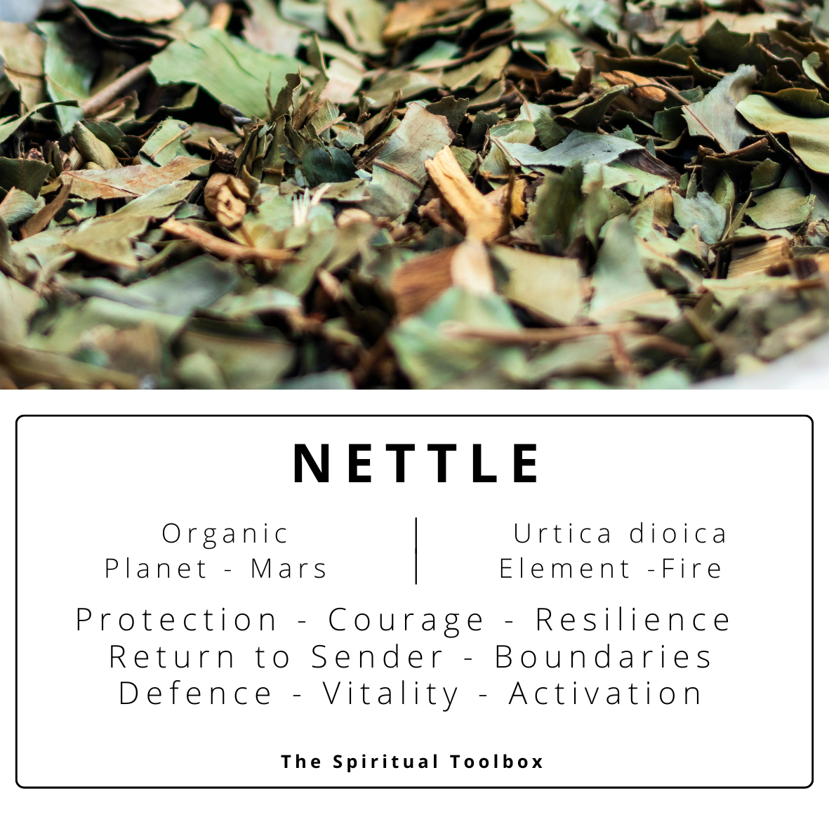 Nettle | Protection - Vitality - Purification - Warding - Defence