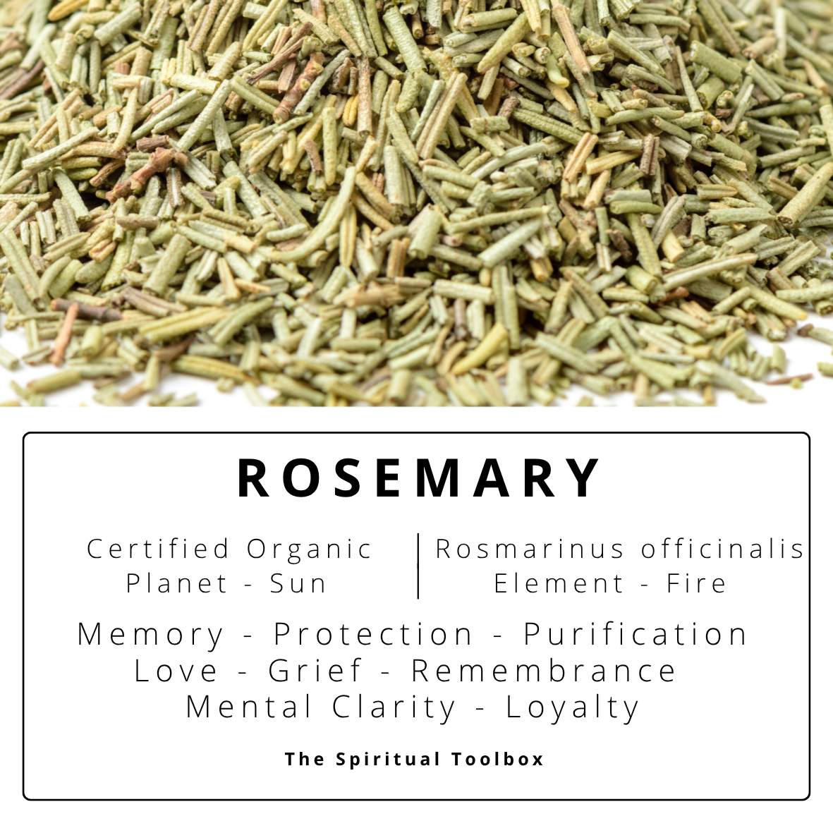 Rosemary | Memory - Protection - Grief - Remembrance - Mental Clarity