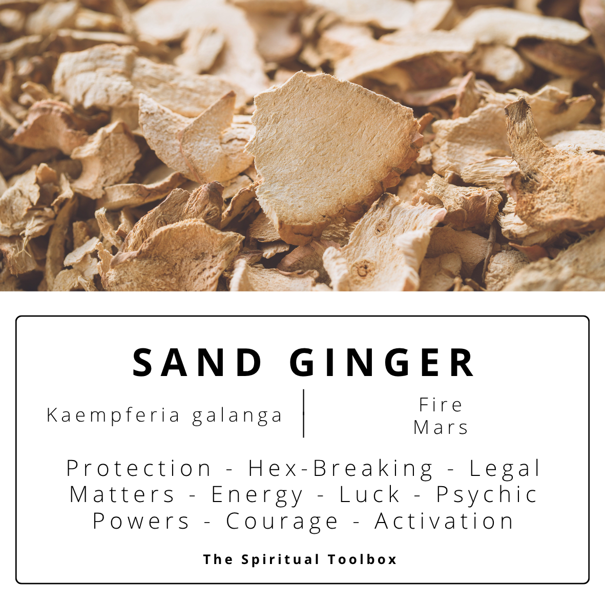 Sand Ginger | Protection - Psychic Powers - Luck - Health – Hex-Breaking
