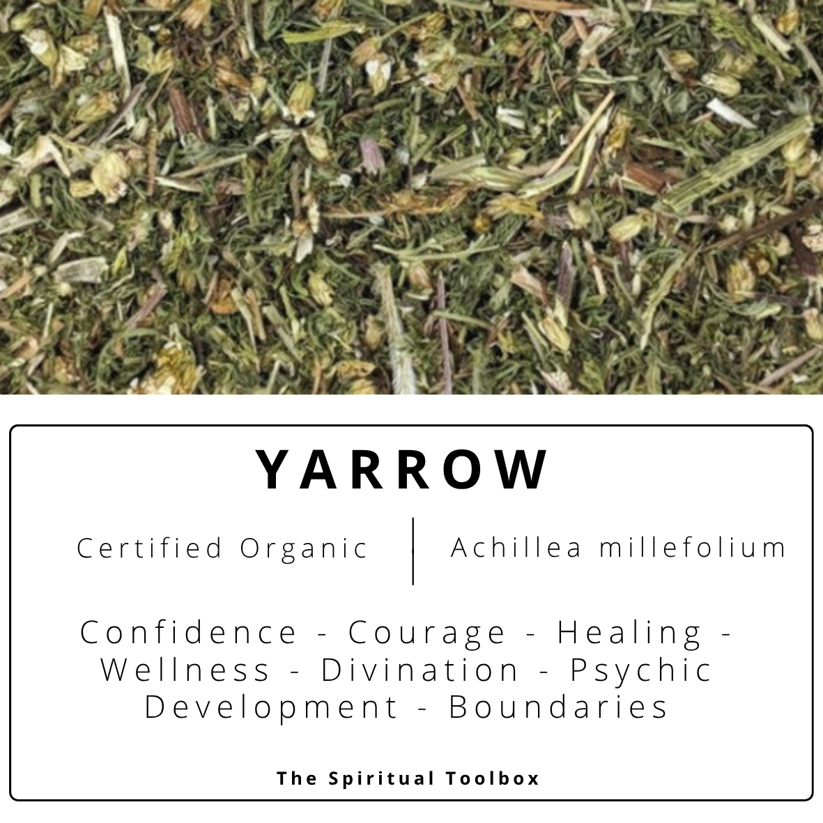 Yarrow | Protection - Psychic Defence - Courage - Boundaries