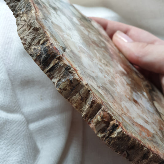 Petrified Wood Polished Slice 4